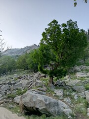 landscape with trees- kala Bagh