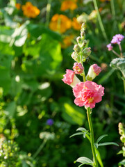 Obraz premium Light pink Snap-dragon flowers in the garden. Sunny weather in summer. Garden inspiration. Cut flowers.