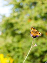 Aglais urticae, Small Tortoiseshell butterfly sitting on a purple Verbena flower in the garden. Beautiful summer background. Close-up of a beautiful butterfly.