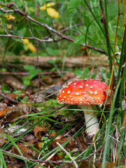 Fly Agaric mushroom. Poisonous, red musshroom in the forest. Autumn background. 