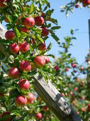 Apple tree close-up