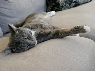 Cat sleeping on the couch
