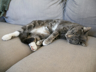 Cat resting on the couch