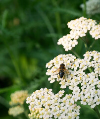 Fly sitting on white yarrow flower. Close-up insect photography. Garden and flower background. Summer.