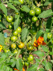 Tomatoes haning on the vine in the garden. Green natural background. Vegetables. Sun. Summer. Unripe bunches on the vine.