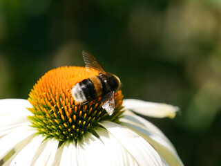 Floral background. Flower.