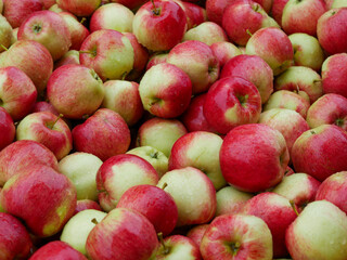 Apple Harvest