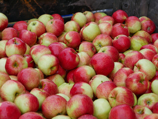 Apple Harvest