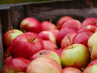 Red apples