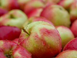 Apple Close-up