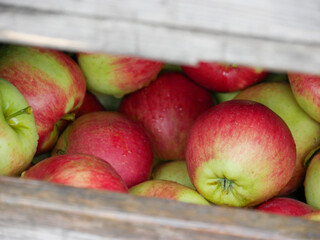 Apples