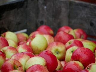 Apple harvest
