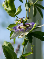 Passiflora Close-up