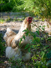 Chicken in the grden