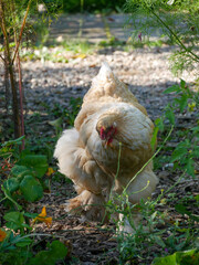Chicken in the graden