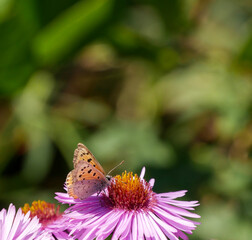 Butterfly close-up