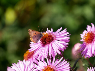 Butterfly on flower, macro-photography