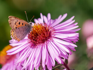 butterfly on flower