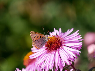 Obraz premium Small butterfly sitting in a pink flower. Insect photography. Macro close-up and bright colors. Polyommatus butterfly.