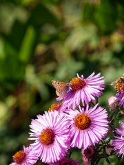 Small butterfly sitting in a pink flower. Insect photography. Macro close-up and bright colors. Polyommatus butterfly.