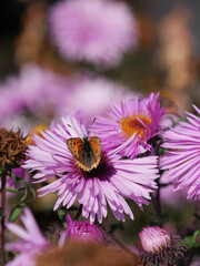 Small butterfly sitting in a pink flower. Insect photography. Macro close-up and bright colors.