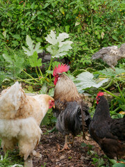 Chickens in the vegetable garden
