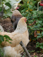 Chickens in the garden
