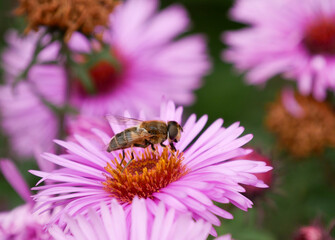Macro fotography of a fly sitting on a pink aster bloom. Insect photography, close-up and bright colors.