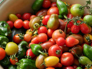 Harvested tomatoes.