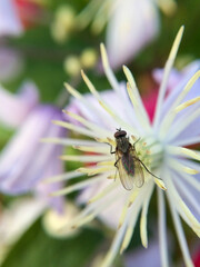 Fly sitting on a beautiful flower. Close-up photography. Insect photography background. Summertime picture. Vibrant colors.