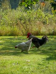 Hen and rooster in the grass