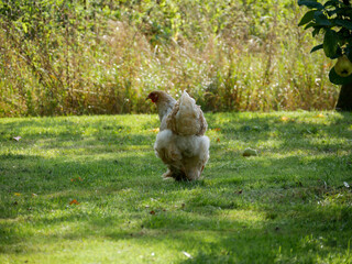 Fluffy chicken outdoors