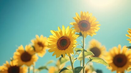 Obraz premium A vibrant display of sunflowers stands tall and joyful in the sunlight, surrounded by the serene backdrop of a blue sky. Generative AI