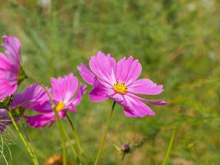 Fototapeta premium Floral background. Summer florals.