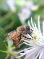 Close-up of a bee sitting on a lilac flower. Beautiful nature background. Insect photography, floral.