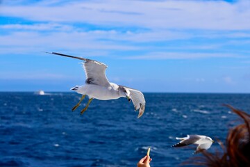 エサを狙うカモメ