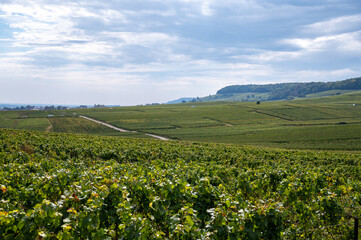 Landscape with green grand cru vineyards near Cramant and Avize, region Champagne, France. Cultivation of white chardonnay wine grape on chalky soils of Cote des Blancs