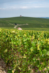 Landscape with green grand cru vineyards near Cramant and Avize, region Champagne, France. Cultivation of white chardonnay wine grape on chalky soils of Cote des Blancs