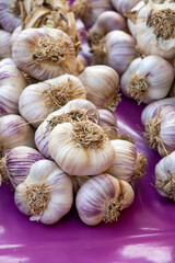 New harvest of fresh organic aromatic violet garlic in small Piolenc village, Vaucluse, Provence, France