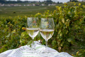 Tasting of grand cru sparkling brut white wine champagne on sunny vineyards of Cote des Blancs near village Cramant and Avize, Champagne, France