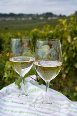 Tasting of grand cru sparkling brut white wine champagne on sunny vineyards of Cote des Blancs near village Cramant and Avize, Champagne, France