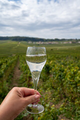 Hand holding glass of grand cru sparkling brut white wine champagne on sunny vineyards of Cote des Blancs near village Cramant and Avize, Champagne, France