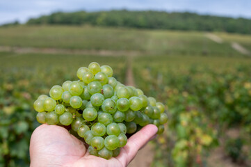 Hand with bunch cutted ripe white chardonnay wine grape, harvest time on Cote des Blancs on green grand cru vineyards near Cramant and Avize, region Champagne, France.