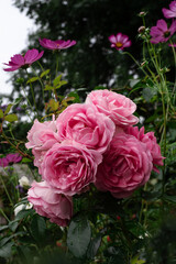 Beautiful pink roses floribunda Rosenfee Kordes in the garden