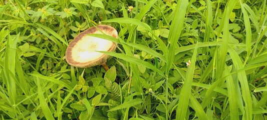 mushroom on the grass