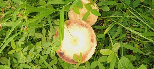 Mushroom 