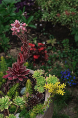 Collection of succulents in the garden. Selective focus