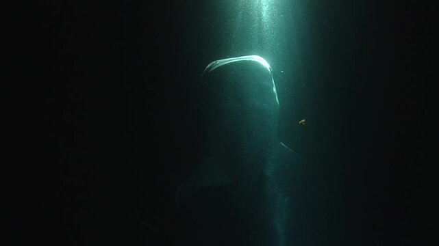 A stunning low-angle shot of a whale shark (Rhincodon typus) feeding on a plankton column at night. The gentle giant is beautifully illuminated, creating an ethereal scene. Check my portfolio for more