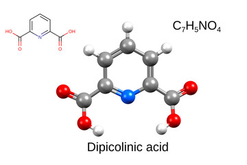 Chemical formula, structural formula and 3D ball-and-stick model of dipicolinic acid