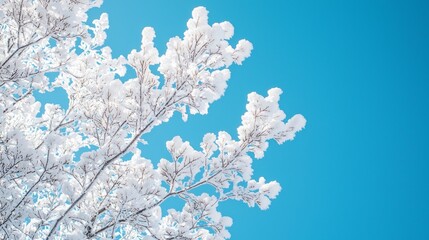 Obraz premium Snow-covered branches against a bright blue sky, creating a beautiful winter scene.